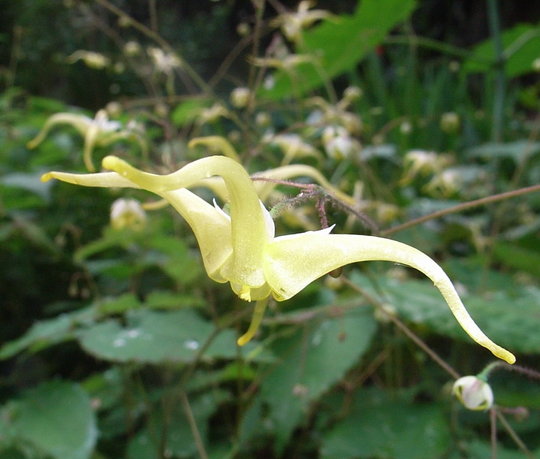 Epimedium wushanense (Epimedium wushanense)