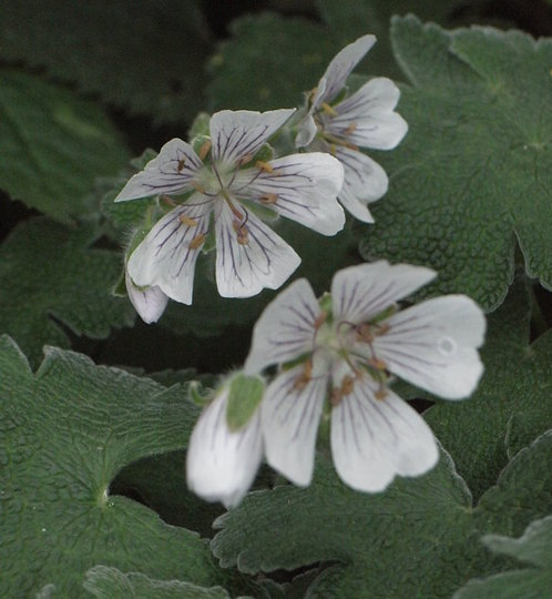 Geranium renardii (Geranium renardii)