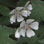 Geranium_renardii
