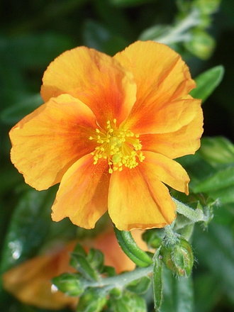 Helianthemum 'Ben Afflick' (Helianthemum)
