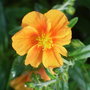 Helianthemum__ben_afflick_