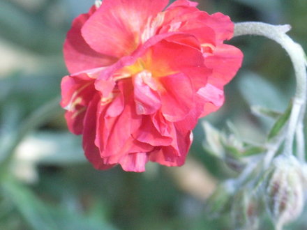 Helianthemum 'Red Orient' (Helianthemum)