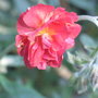 Helianthemum__red_orient_