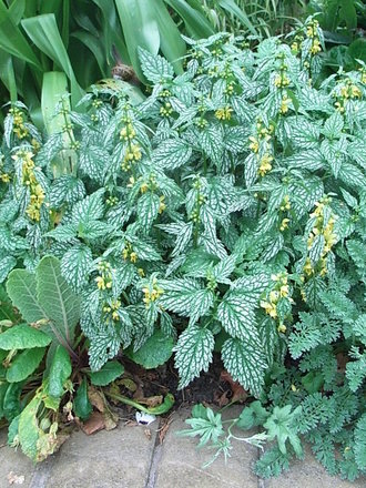 Lamium galeobdolon 'Hermans Pride' (Lamium galeobdolon 'Hermans Pride')