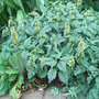 Lamium_galeobdolon__hermans_pride_