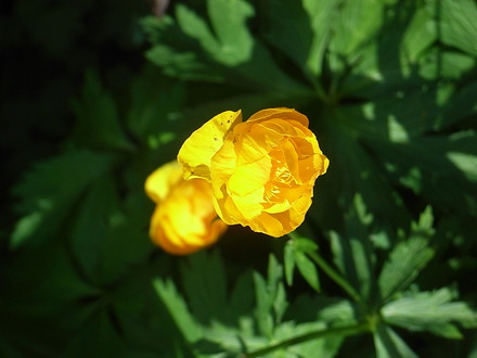 Trollius x cultorum 'Orange Princess' (Trollius x cultorum)