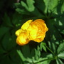 Trollius_x_cultorum__orange_princess_