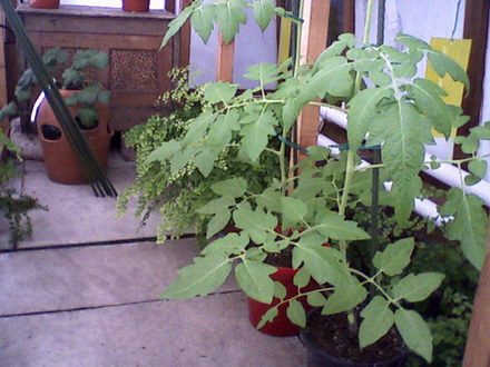 Tomato (Lycopersicon esculentum (Tomato))