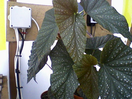 B. Lucerna (Begonia)