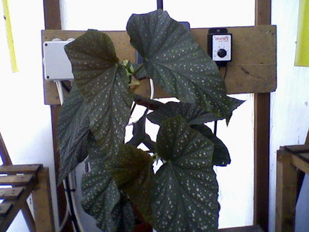 B. Lucerna (Begonia)