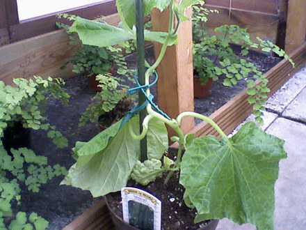 Cucumber (Cucumis sativus (Cucumber))