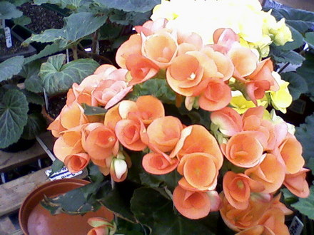 Begonia