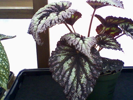 Fireworks (Begonia)