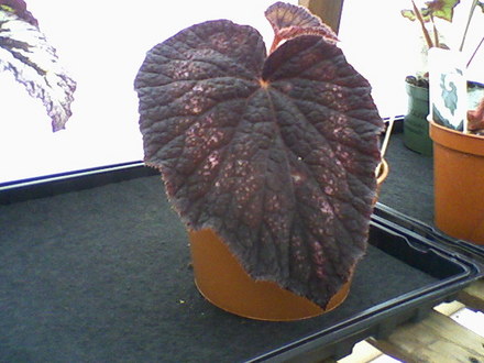 B. Black Knight (Begonia)