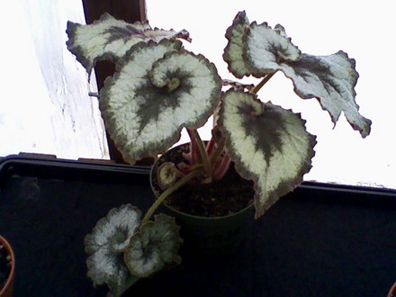 Escargot (Begonia)