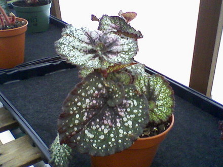 Rocheart (Begonia)