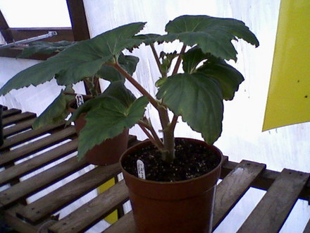 Double Tuberous Begonias  (Begonia)