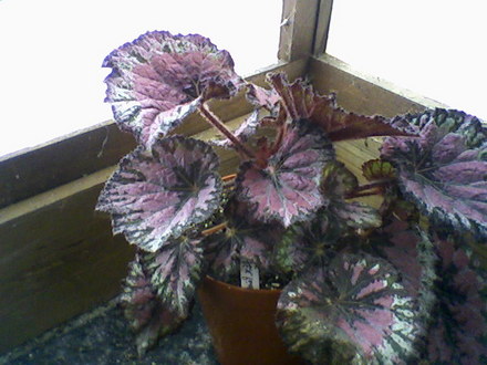 Painted Lady (Begonia)