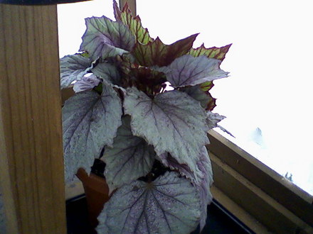 Morning Dew (Begonia)