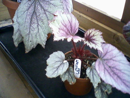 Morning Dew (Begonia)