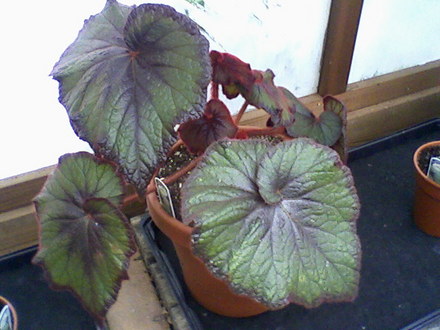 Curly Fireflush (Begonia)