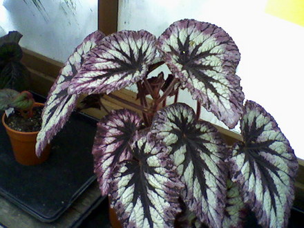 Fireworks (Begonia)