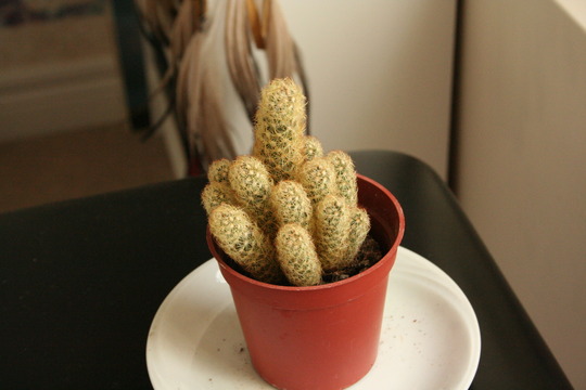 cactus 1 (Cactoideae)
