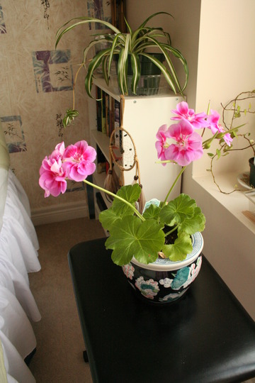 Pink Geranium (Geranium platypetalum)