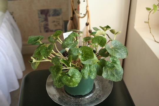 cyclamen (Cyclamen hederifolium)