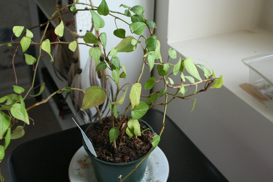 Ivy (Hedera hibernica (Irish ivy))