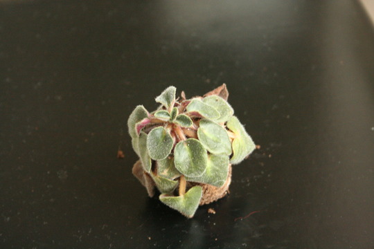 african violet 2 (saintpaulia)