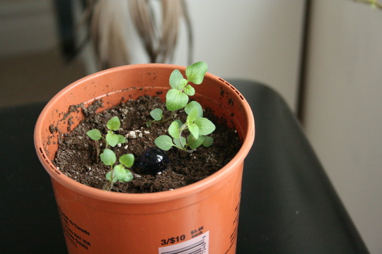 oragono (Origanum vulgare)