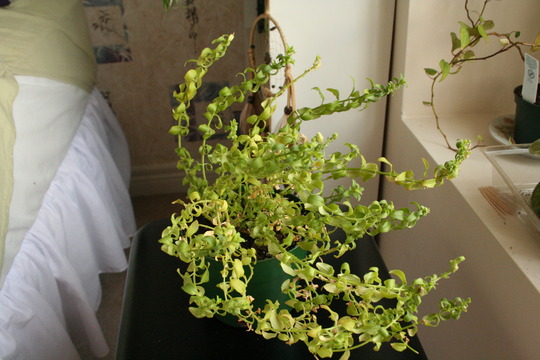 Snapdragon2 (Antirrhinum)