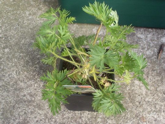 pulsatilla vulgaris white