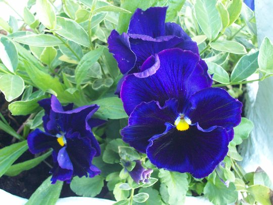 Pansy in Swan Planter