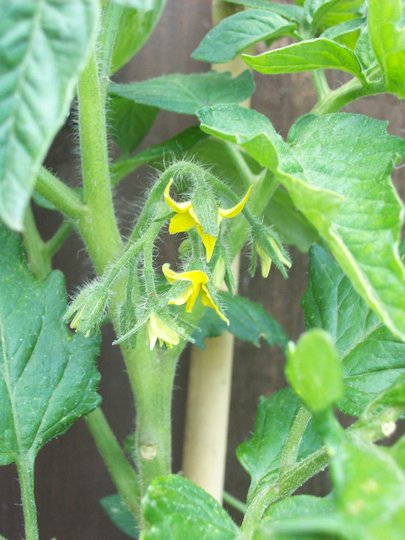 Pretty Flower:)