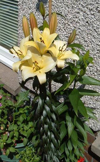 Lilly