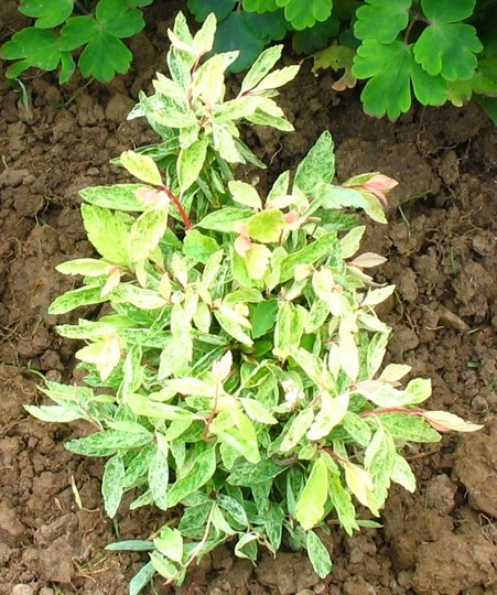 Spiraea Vanhouttei Pink Ice