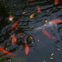 Feeding_time