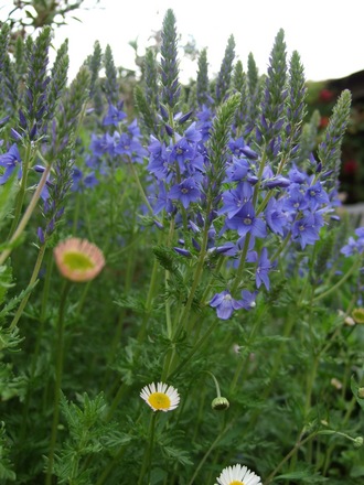 Veronica 'Crater Lake Blue' (Veronica 'Crater Lake Blue')