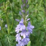 Veronica__crater_lake_blue_