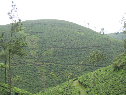 Tea plantation in Kerala (Camellia sinensis)
