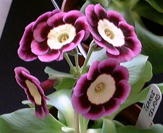 A garden flower photo