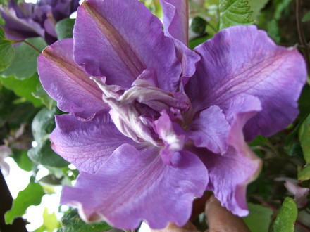 Clematis 'Vyvyan Pennell' (Clematis)