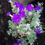 Variegated aubrietia (Aubrietia)