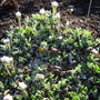 Pussy Toes  Antennaria