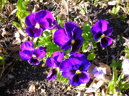 Happy Purple Pansies