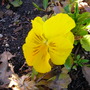 Yellow_pansy