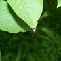bug on leaf