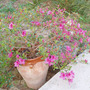 Rhododendron austrinum